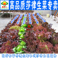 红枫叶紫色莎律生菜无土栽培水培蔬菜紫叶生菜种子特色彩叶生菜