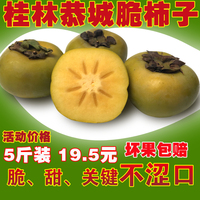 【天天特价】新鲜脆柿子广西桂林恭城脆甜硬柿子不涩口5斤装包邮