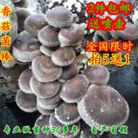 纯天然香菇食用菌种菌棒菌包健康有机蘑菇菌种子3.5斤包邮