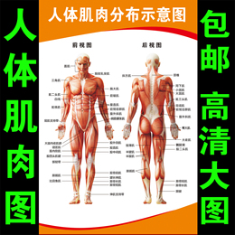 人体肌肉图解 人体肌肉结构解剖大挂图 人体器官解剖图示意图海报