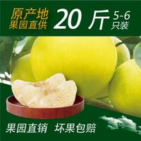 原产地新鲜水果果园直销20斤5-6个正宗玉环文旦柚子直销/楚门蜜柚