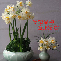 漳州水仙花种球复瓣水仙种子玉玲珑百叶双瓣重瓣花头 3粒包邮价