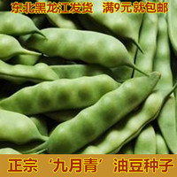 九月青种子 东北油豆角种子将军豆一点红紫花油豆芸豆豇豆蔬菜籽