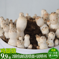 鸡腿菇菌种菌包食用菌蘑菇菌棒蘑菇菌包菌种自己种蘑菇好吃又好玩