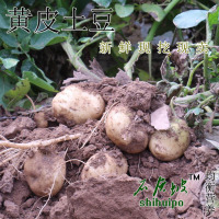 甘肃定西特产 新鲜现挖 黄皮土豆 洋芋 马铃薯 农家自种5斤 蔬菜