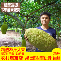 【现摘发货】25斤菠萝蜜 海南新鲜水果 波罗蜜 木菠萝假榴莲 包邮