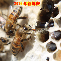 【天天特价】2016新洋槐蜂蜜纯天然农家自产成熟封盖蜜野生高浓度