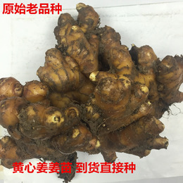 中国生态环境第一县小黄姜生姜种子 姜苗 原始姜种 姜芽 姜肉