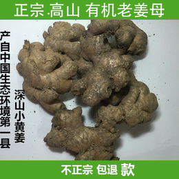 中国生态环境县正宗的老姜母 月子姜 生姜高山本地老品种 原始点