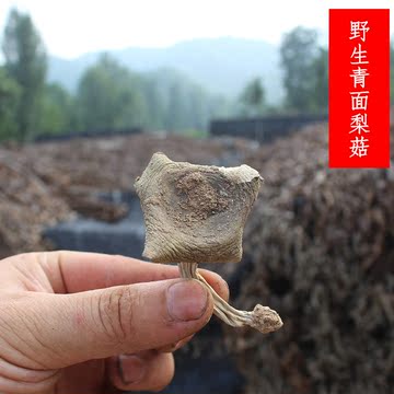 8月份山上采摘的野生蘑菇青面梨菇250g 干货 适合炒肉 煲汤