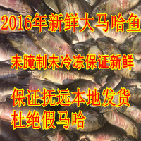 黑龙江特产抚远特产未腌制2016新鲜大马哈鱼纯野生鱼东北大鱼