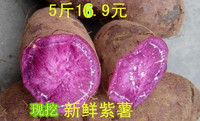 现挖新鲜农家自产新鲜紫薯红薯地瓜精品紫薯紫心地瓜5斤