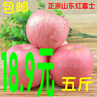 清园农业 山东红富士苹果 新鲜苹果水果 新鲜苹果 5斤装  包邮