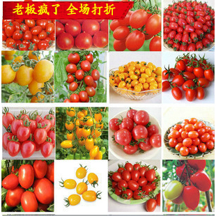 黄色花色品种番茄西红柿圣女果樱桃蕃茄阳台蔬菜种子种植盆栽包邮