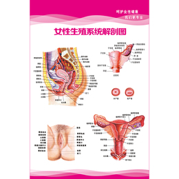 女性生殖器解剖图 医院宣传海报挂图 妇科知识海报宫颈疾病示意图
