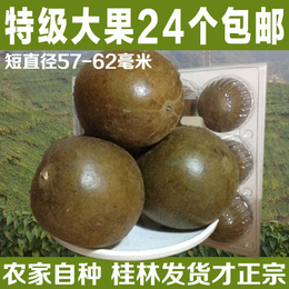 罗汉果特级果特大果24个广西桂林永福罗汉果茶批发57-62mm