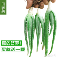 库拉索新鲜芦荟绿植盆栽植物苗新鲜包邮美容食用芦荟小苗特价