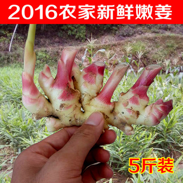 2016年江西农家小黄姜新鲜嫩姜仔姜嫩姜芽醋泡姜原料生姜包邮