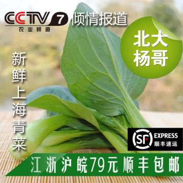 北大杨哥外交官新鲜采摘绿色生态无公害蔬菜上海青菜500克
