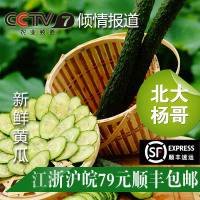北大杨哥外交官新鲜采摘绿色生态无公害蔬菜黄瓜500克